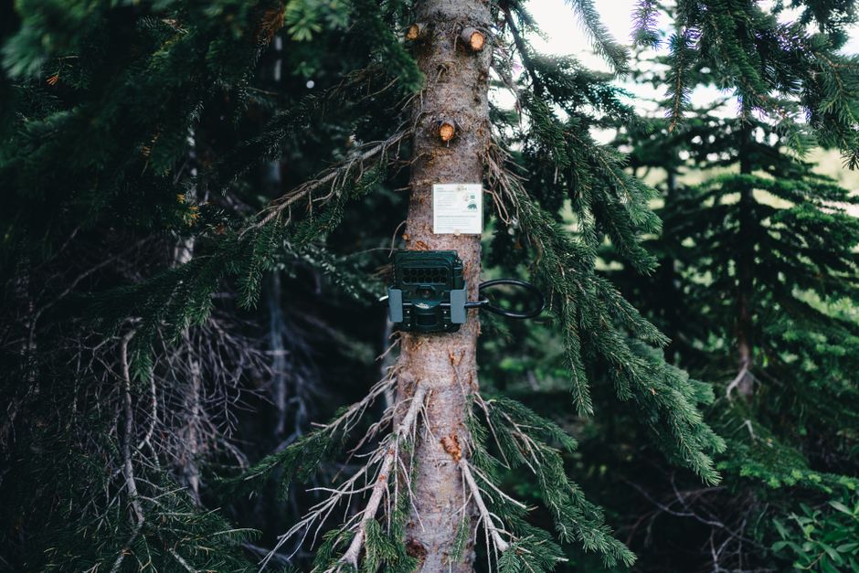 A forest camera is mounted on a tree in Jasper, Canada, surrounded by lush greenery.