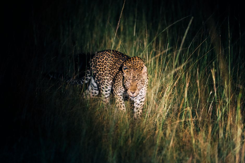 A leopard prowling through the grasslands in Western Uganda during the night.